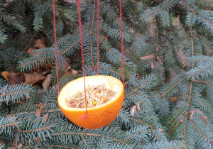 Karmnik z połówki pomarańczy wiszący na choince w naszym przedszkolnym ogródku.