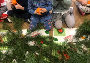 Dzieci z grupy IV najpierw zmysłem węchu badały pomarańcze i gałązki choinki