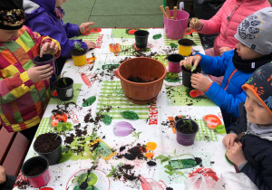 Dzieci sadzą pomidorki w doniczkach