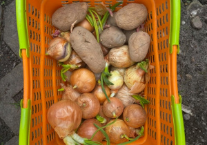 Koszyk z ziemniakami i cebulą gotowymi do posadzenia