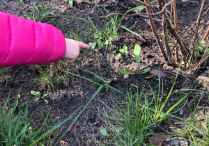 Dziecin wskazują znaleziony w ogrodzie zwiastuny wiosny