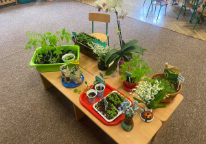 Przygotowany przez Motylki stół z naszymi ziołami i kwiatkami - własny wysiew