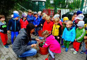 Dziewczynka sadzi we wcześniej wykopanym dołku białego wrzosa.